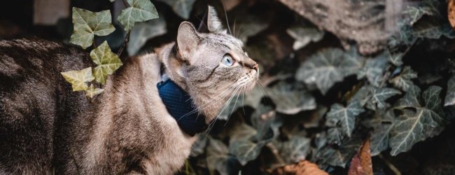 A cat wearing a Tractive GPS tracker