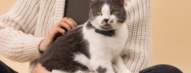 A cat on a woman's lap wearing a gps tracker