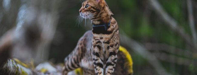 A cat wearing a Tractive GPS tracker outdoors