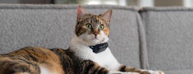 A cat wearing a weight-adjustable Rogz safety collar and a Tractive device