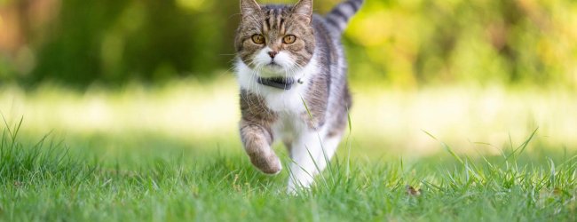 a cat wearing a cat tracker walks through grass