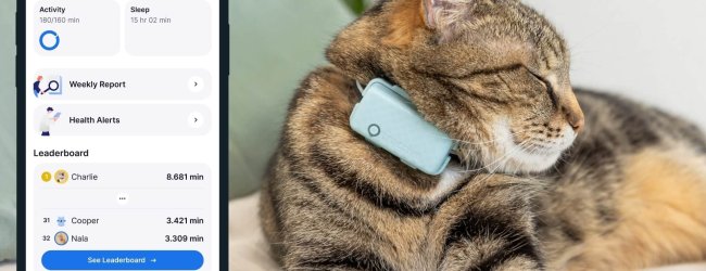A cat's Health Monitoring data on the Tractive mobile app