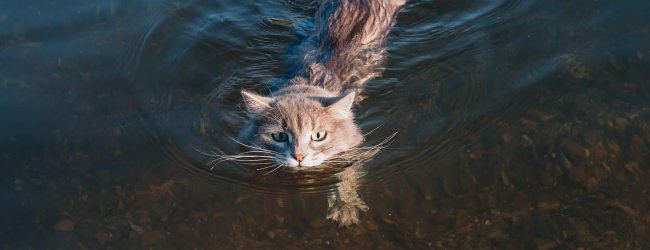 cat swimming in water