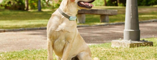 yellow lab dog sitting outside on grass