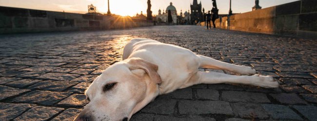 A dog lying on a street