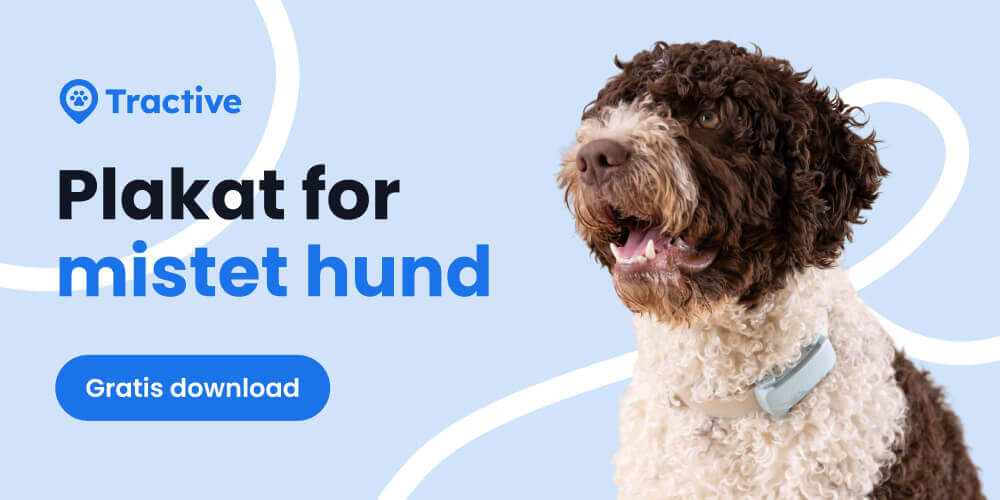 plakat for mistet hund