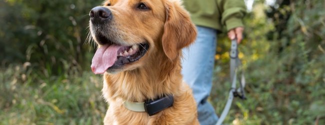 Golden retriever on a leash
