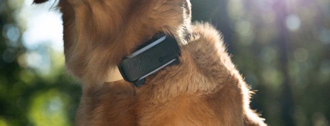 A dog wearing a Tractive GPS tracker outdoors
