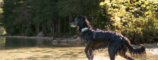 A dog wearing a harness and GPS tracker