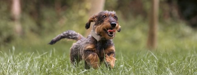 A Dachshund running through the grass wearing a Tractive tracker