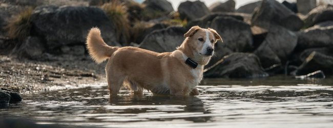 A dog wearing a Tractive GPS & Health tracker in the water