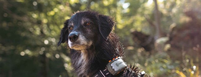 A dog wearing a Tractive GPS tracker on a harness