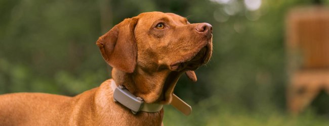 A brown dog wearing a Tractive DOG 6