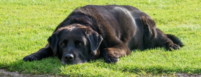 black dog laying in grass