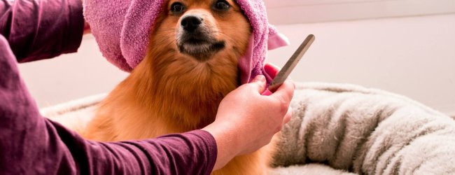 brown pomeranian dog wearing a pink towel