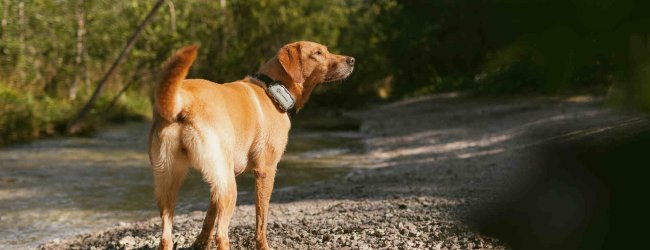 En hund, der bærer en Tractive GPS & Health tracker