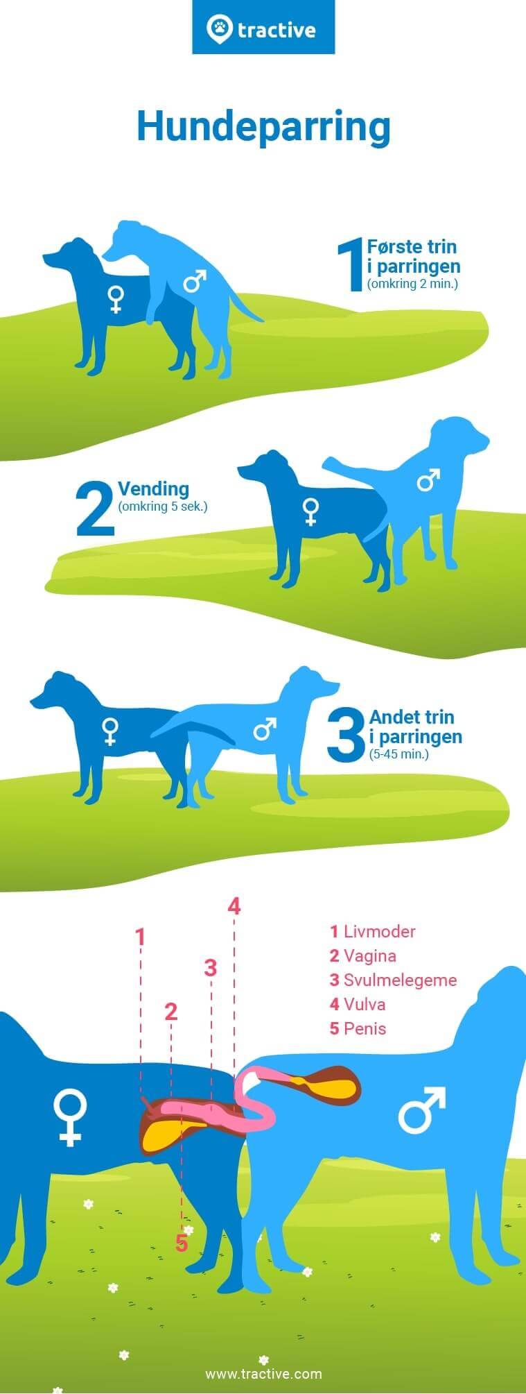 infografik om hundes parringsproces fra Tractive