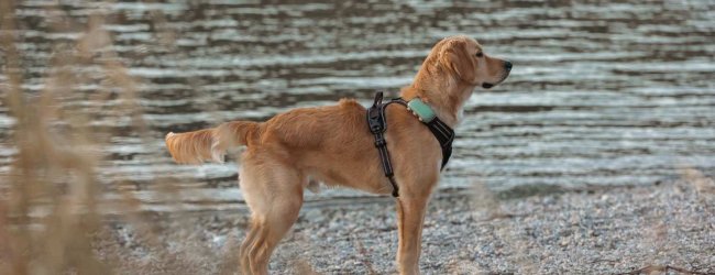 En hund, der bærer en Tractive GPS & Health tracker