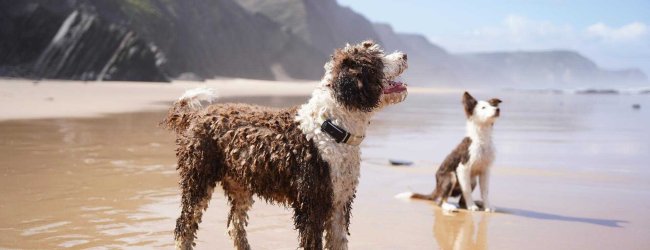 Ett par hundar som bär Tractive GPS-trackers på stranden.
