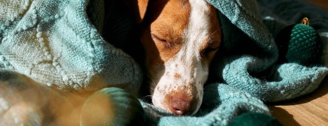 A dog sleeping wrapped up in a blanket