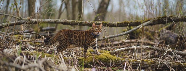 bengalkat der går udenfor i en skov