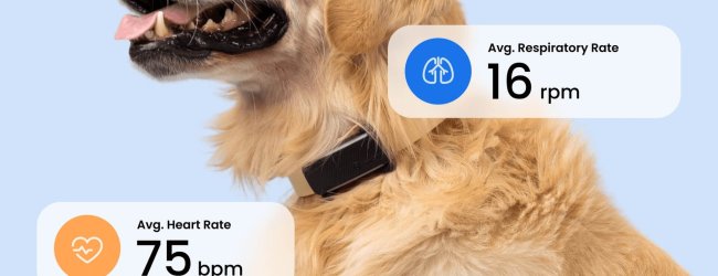 koira, jolla on musta Tractive-koirapaikannin elintoimintojen seurannalla (syke ja hengitys)