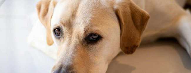 yellow lab dog laying on the floor