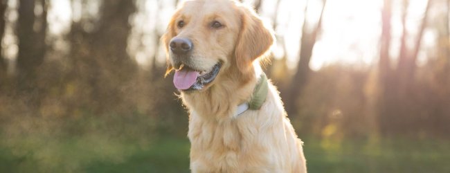 dog wearing gps tracker outdoors
