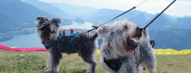 two dogs on leashes wearing tractive GPS dog tracker standing on a hill in the mountains