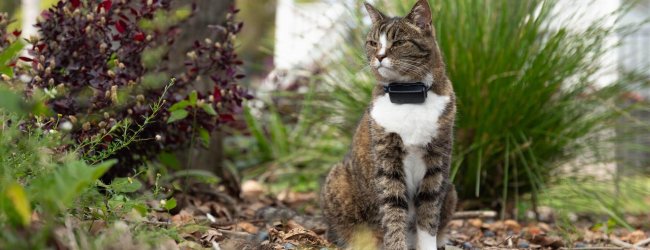 cat sitting outside wearing a black tractive cat tracker