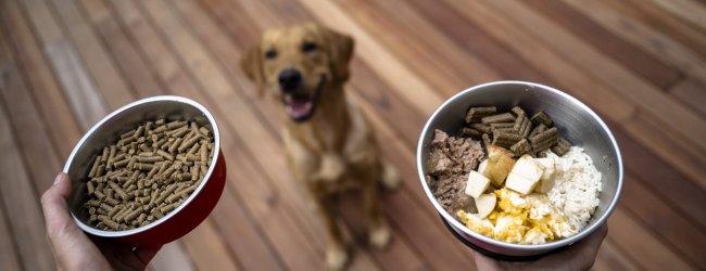 Frau hält zwei Futterschüsseln in der Hand, vor ihr sitzt Hund