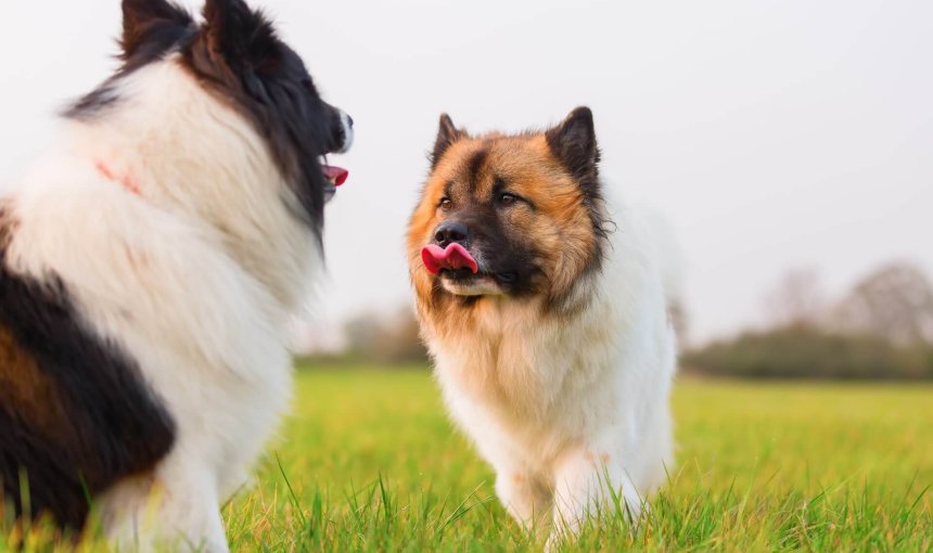 to hunde står ved siden af hinanden i græsset
