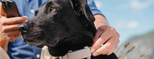 black dog wearing GPS dog tracking collar from Tractive outdoors with a man looking at his smartphone in the background