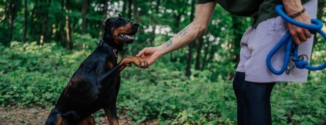 Doberman pinscher shaking man's hand in forest