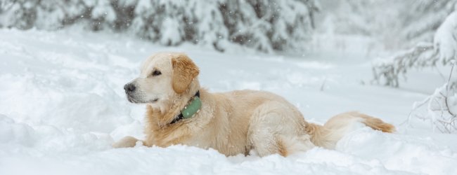 Dog lying in snow