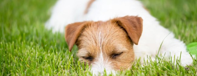 Un chien couché sur une pelouse herbeuse.