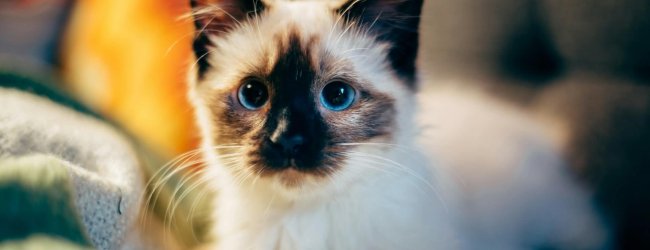 white and black cat with blue eyes sitting on bed