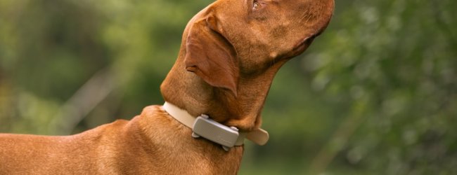 En brun hund, der bærer en Tractive GPS-tracker