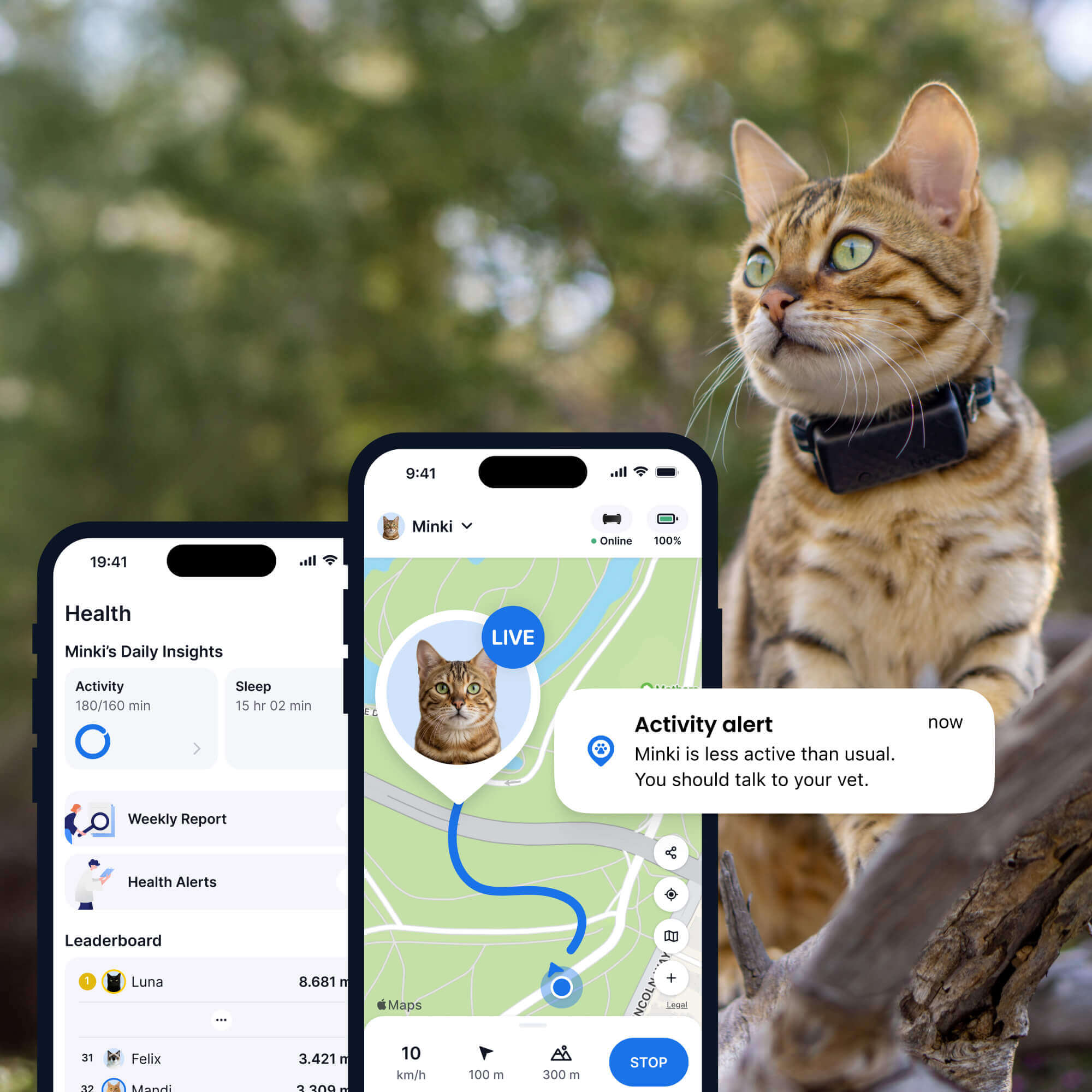 Cat wearing a gps cat tracker sitting in a tree, tractive app screens with live tracking and health monitoring in the foreground