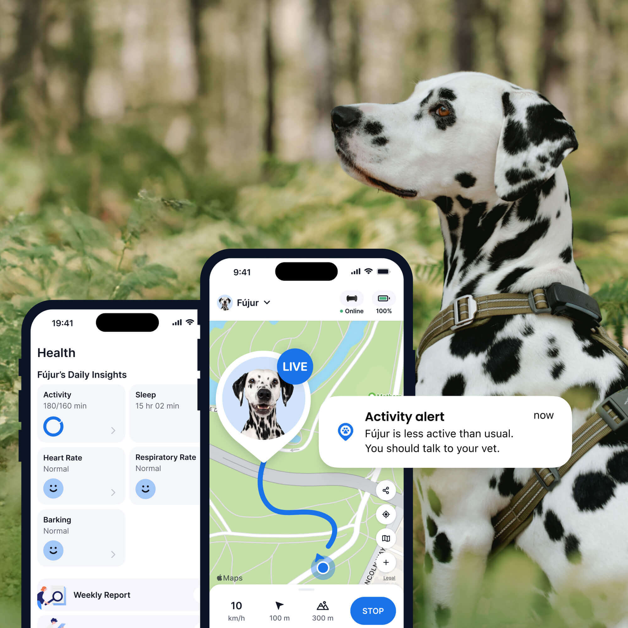 Bild eines Dalmatiners mit einem Tractive GPS- und Gesundheitstracker f&uuml;r Hunde, Wald im Hintergrund, zwei App-Bildschirme im Vordergrund (Gesundheit, Aktivit&auml;t und GPS-Tracking f&uuml;r Hunde)