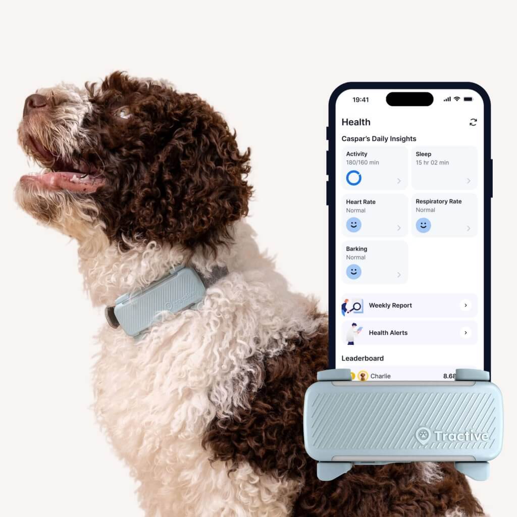 hund iført Tractive Smart Hundetracker med GPS og sundhedsovervågning, hundesporingsapp-skærmbillede
