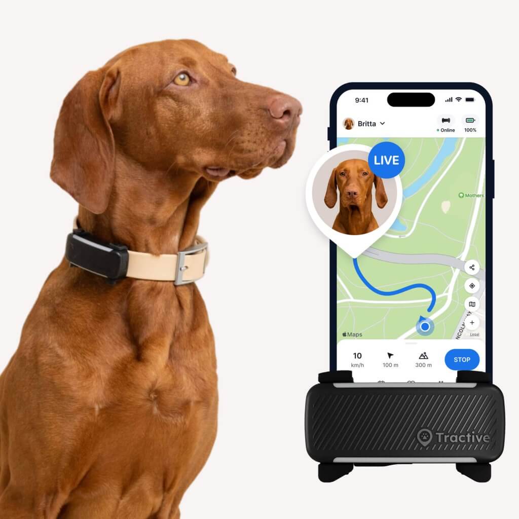 Ein brauner Hund mit einem GPS-Halsband wird neben einem Smartphone gezeigt. Auf dem Bildschirm des Telefons wird eine Karte mit einer LIVE-Tracking-Funktion angezeigt, die den Standort des Hundes hervorhebt. Die Karte wird auf einem Ger&auml;t angezeigt, auf dem unten die Marke &bdquo;Tractive" sichtbar ist.