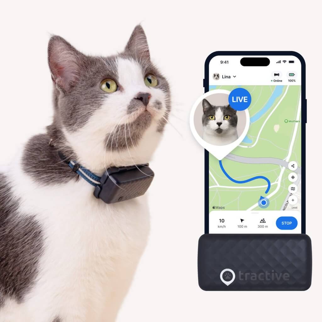 cat wearing Tractive Smart GPS Cat Tracker, cat tracking app screenshot and cat tracking collar