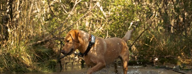 Dog in a lake wearing a tracker