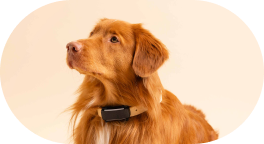 DOG GPS Tracker
